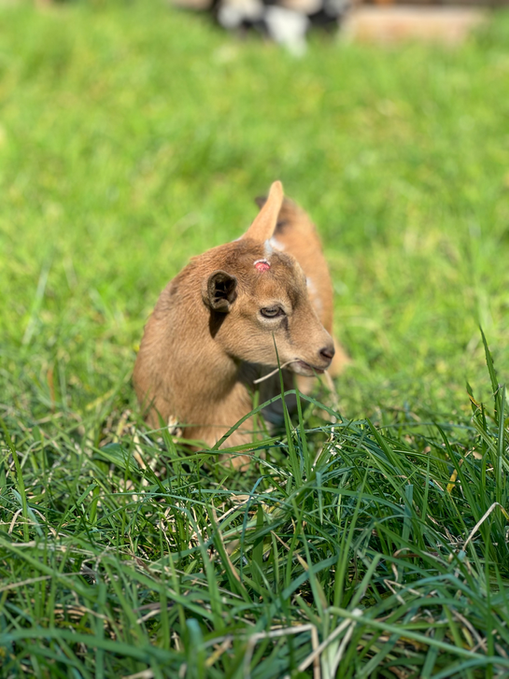 Springhill Farm Nigerian Dwarf Kid red