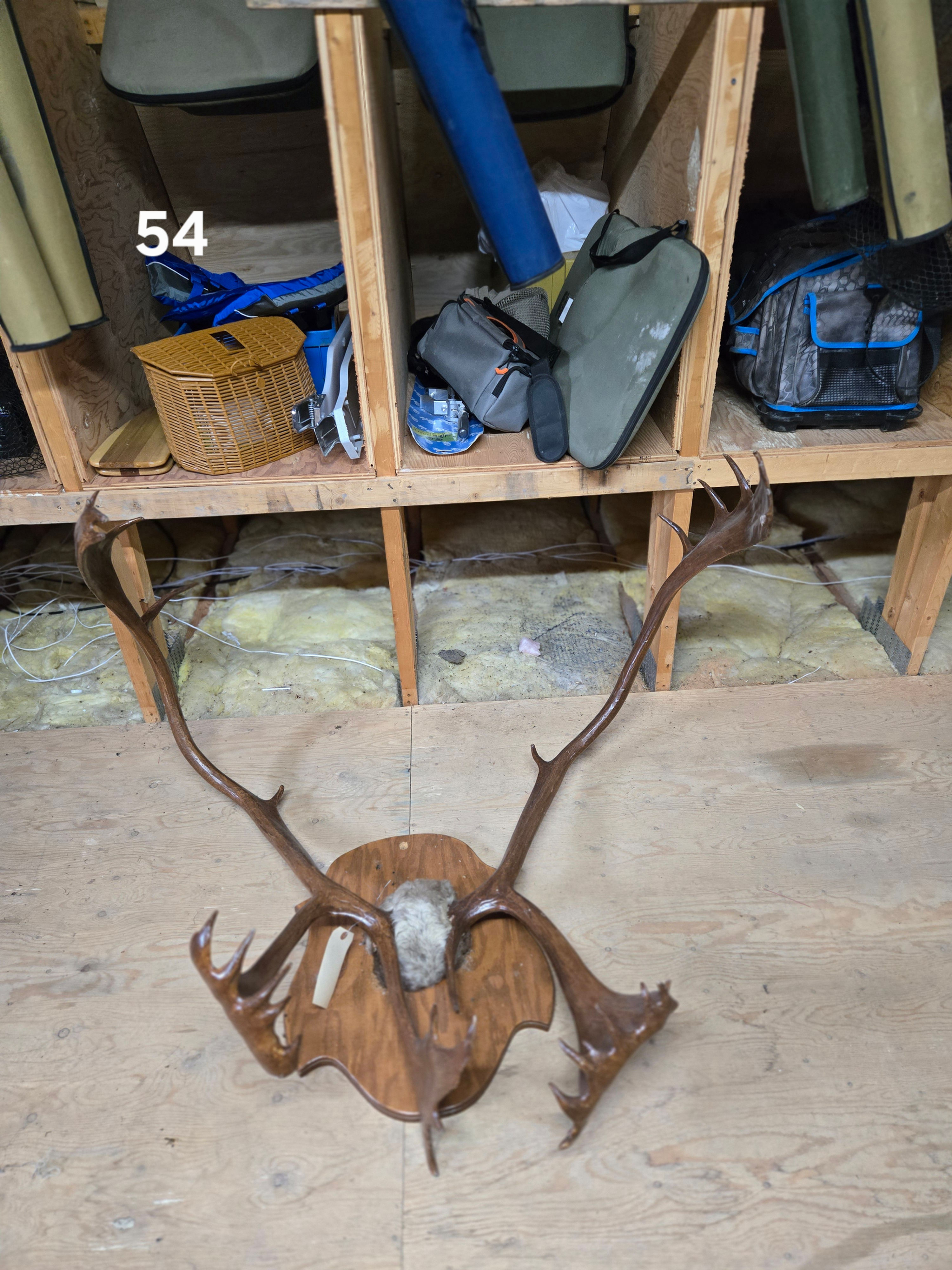 54. Panache de caribou