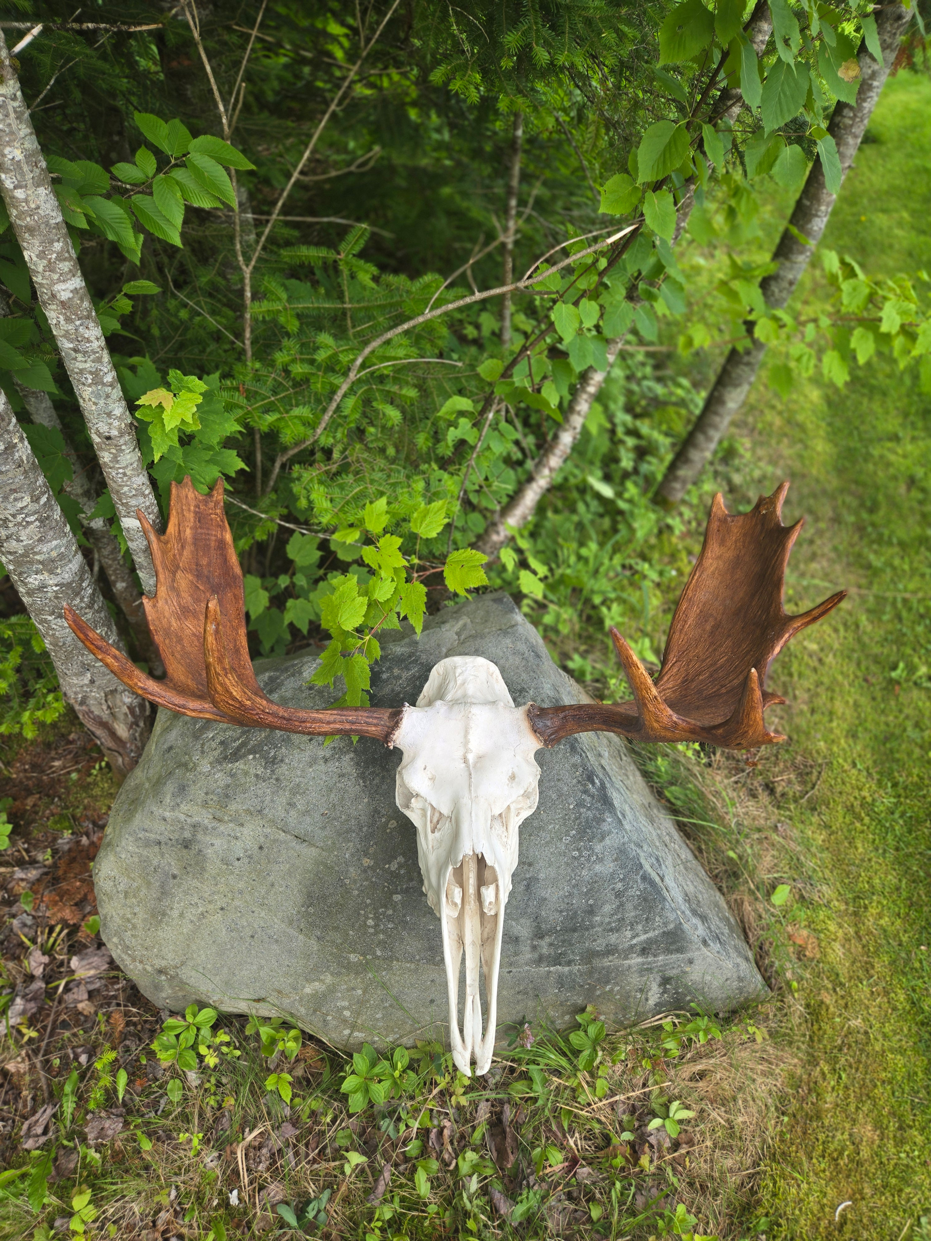 29. Panache d'orignal