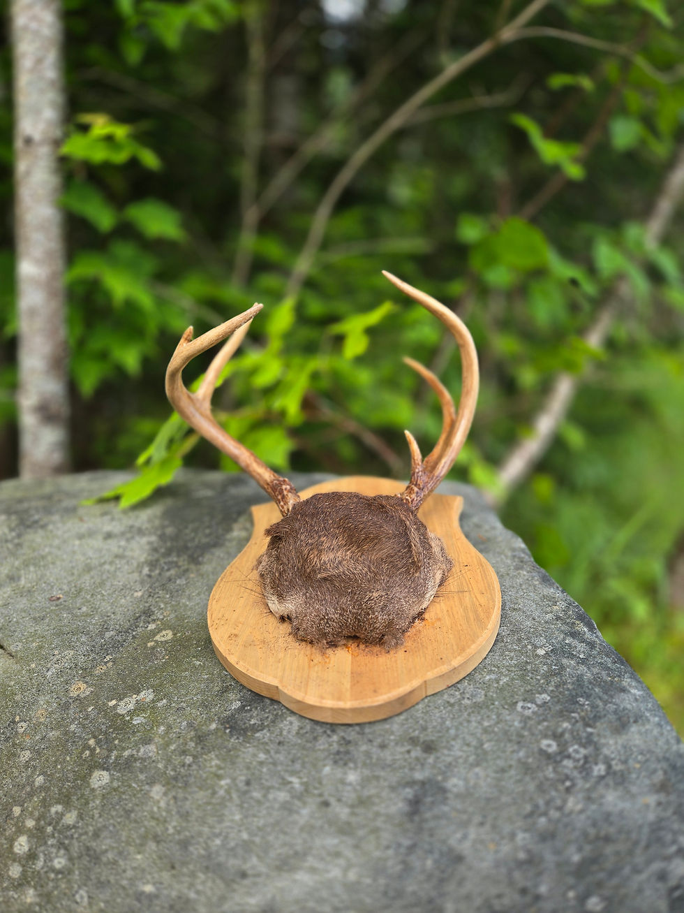 Miniature : 17. Panache chevreuil sur plaque