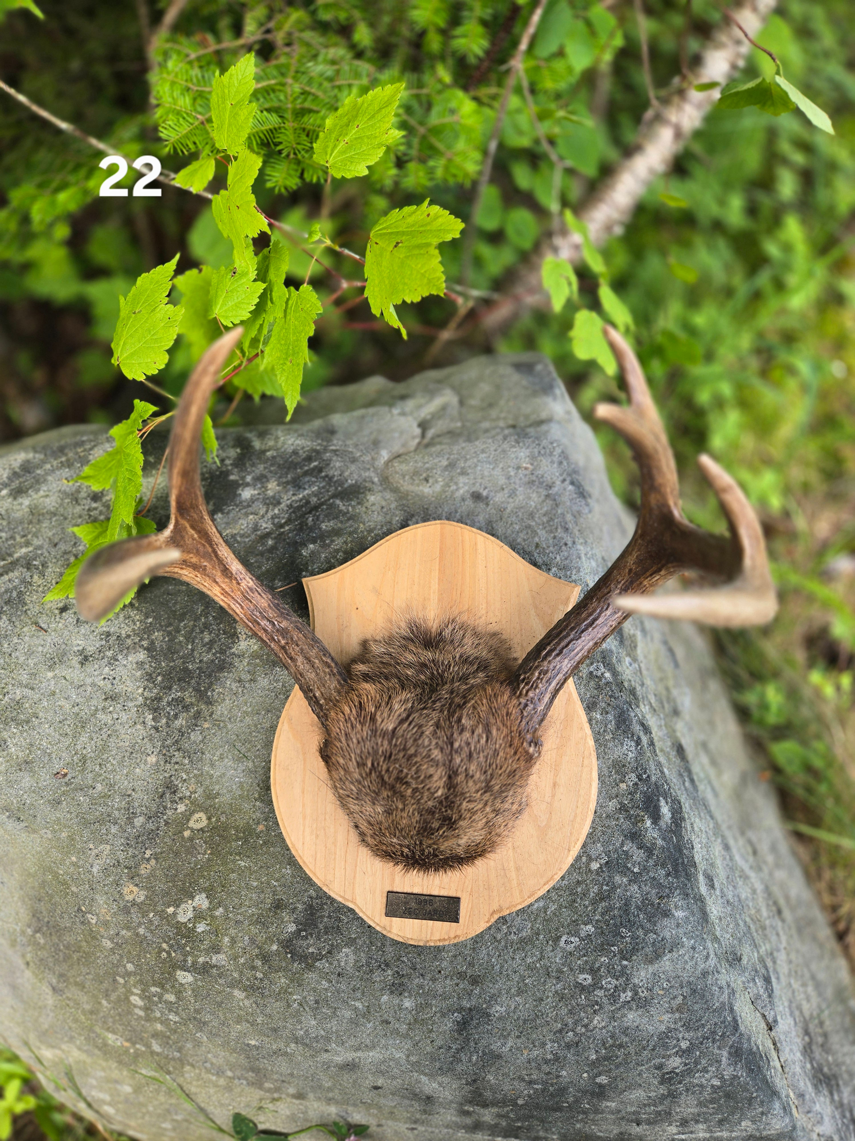 22. Panache chevreuil sur plaque