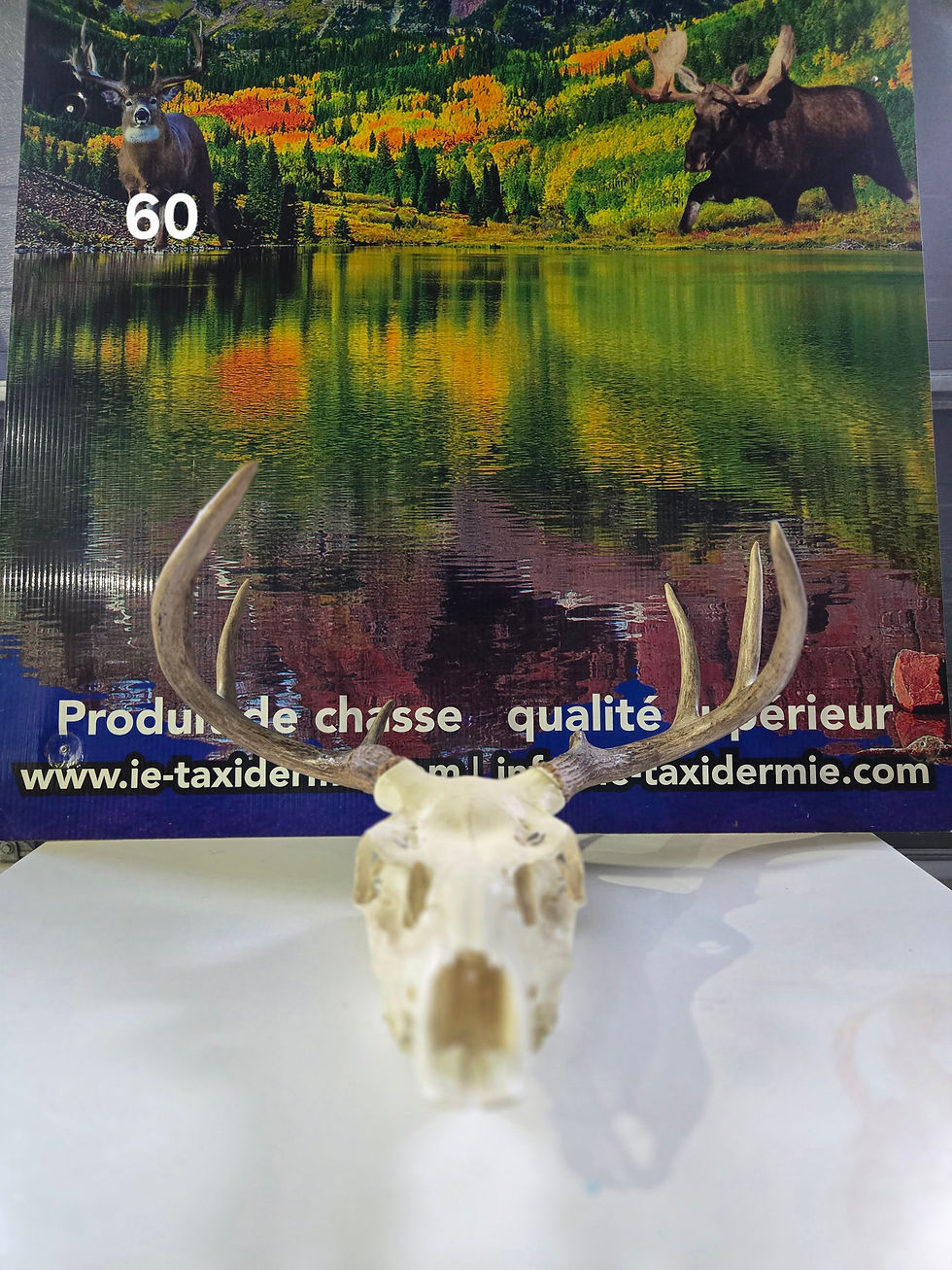 60. Panache de chevreuil