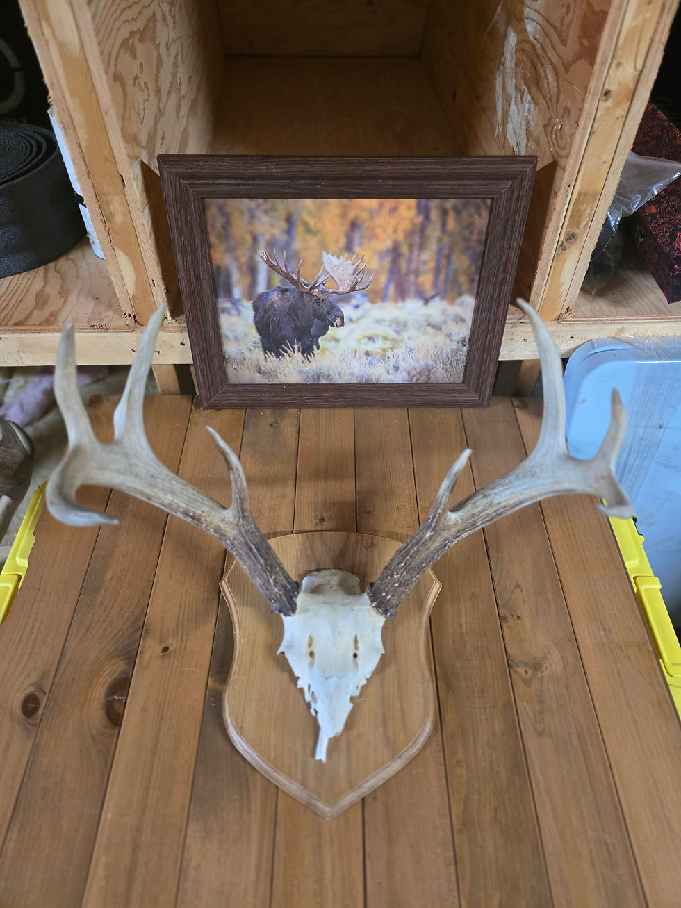 33. Panache de chevreuil