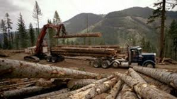 logging9