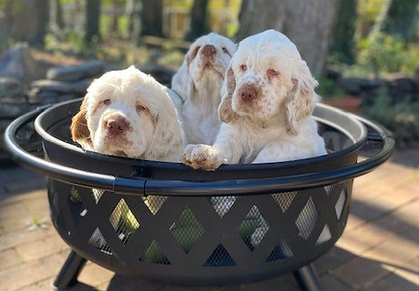 ambrosia xrazzles pups.jpg