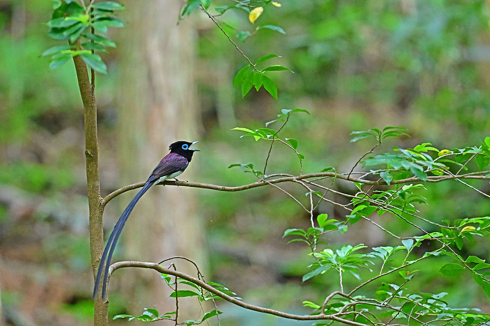 DSC_0929web1500