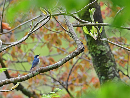 在庫一掃セール