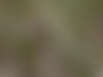 初撮りのツリスガラ