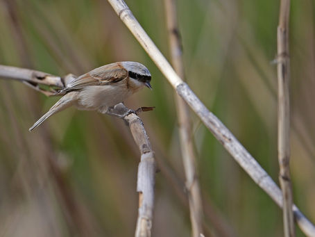初撮りのツリスガラ
