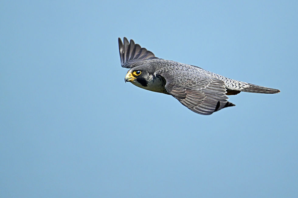 DSC_7850web1500