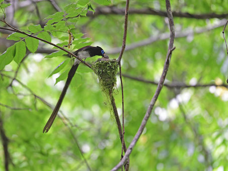 無事に巣立ちできますように!