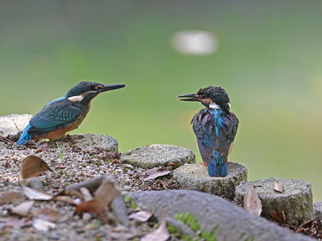 2番子のデビュー