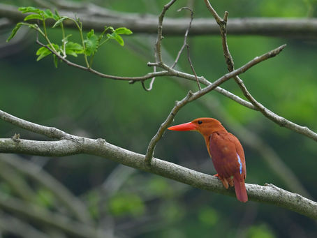 今日は午後の鳥見