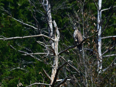 今日のクマタカは