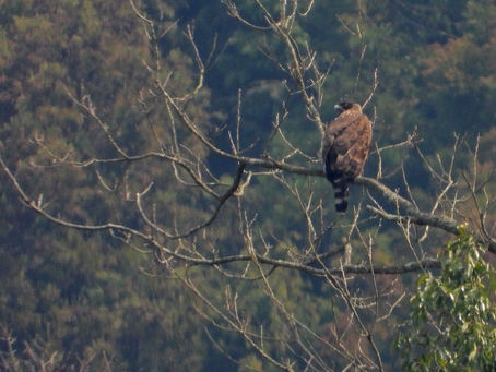 3週間ぶりにクマタカ