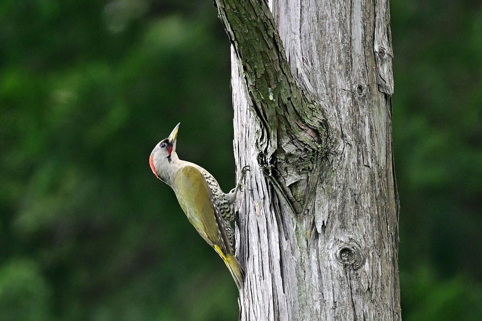 DSC_4611web1500