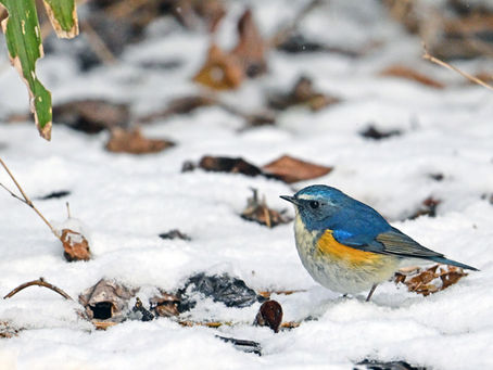 この時期の餌は?