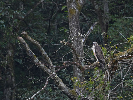 このポイントにも