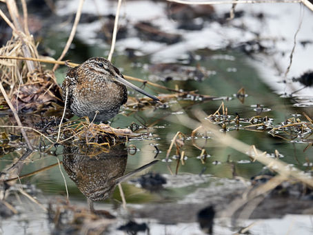 3/1 北の国に帰るころ