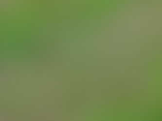 赤蕎麦の畑にて