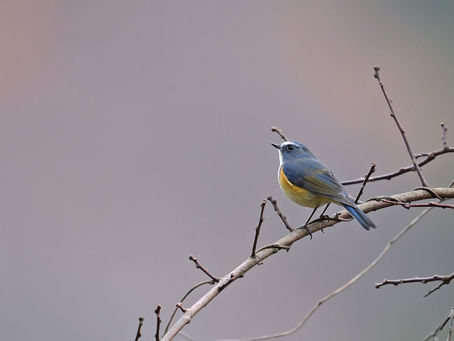 もう一度ルリビタキ