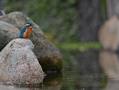 今日のカワセミ