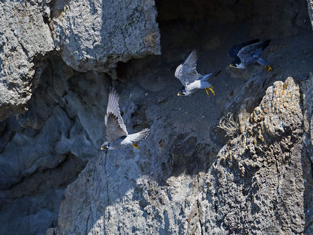 断崖絶壁のハヤブサ