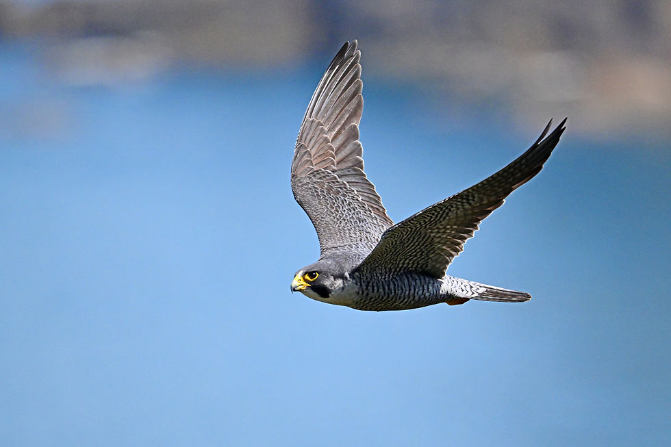 DSC_7843web1500