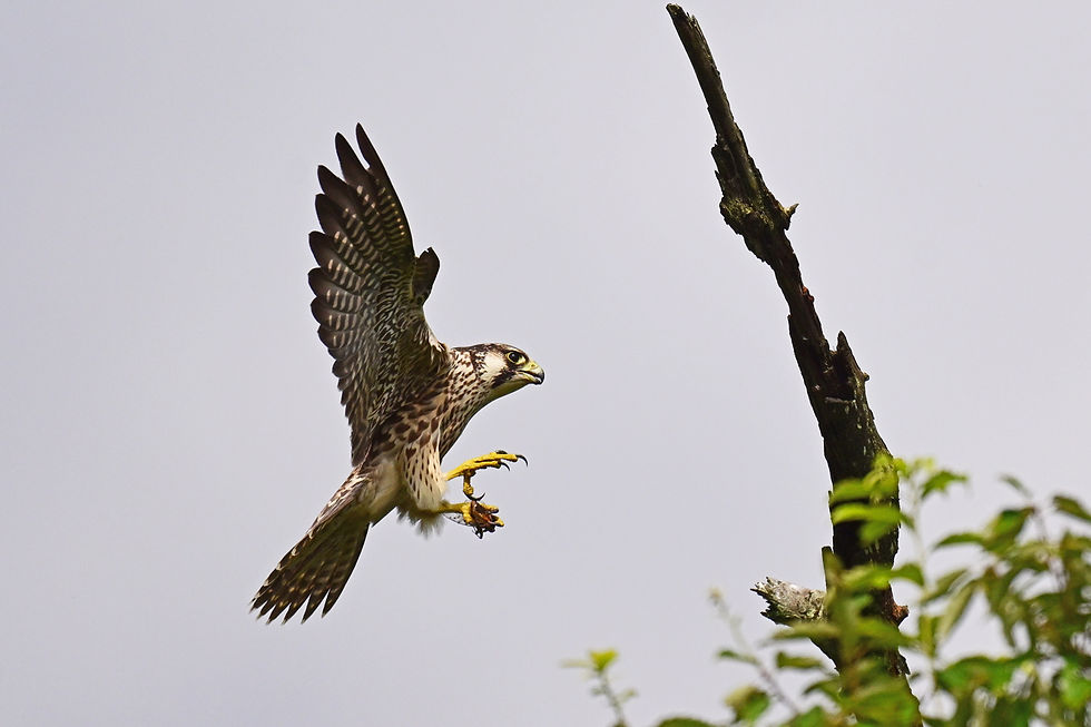 DSC_9210web1500