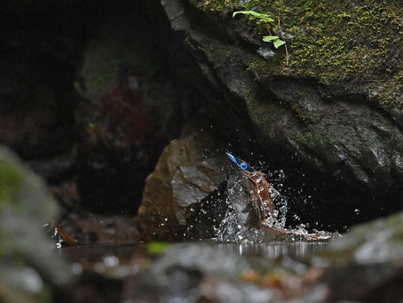 サンコウチョウ