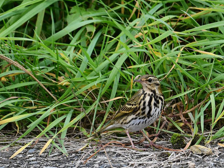 久しぶりの「ビンズイ」