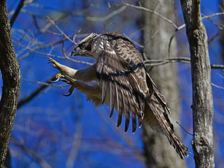 枝移り(在庫から)