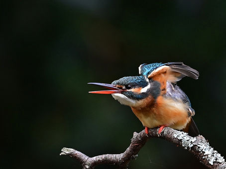 そろそろ抱卵に?