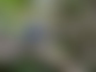 12日のオオルリ