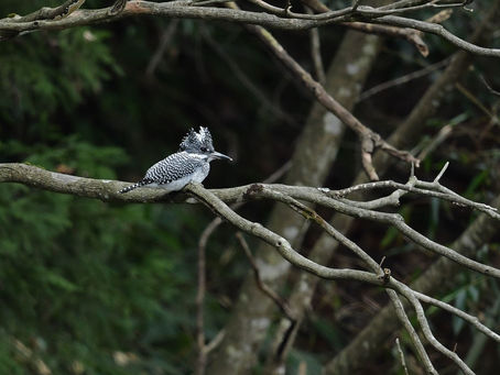 今日のヤマセミ