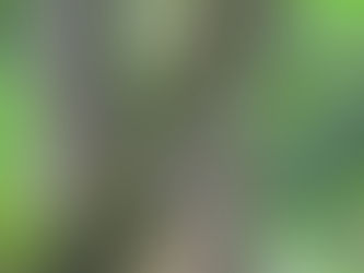 昔話③ 2013年からの一眼レフカメラ