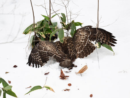 雪上の狩り