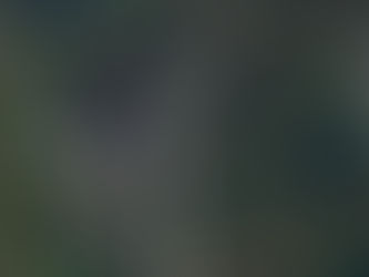 尾根の枯れ木に