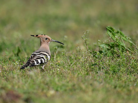 岬まで行ってきました。