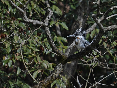 買い物途中の鳥見 その②