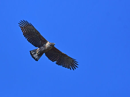続・今日のクマタカは
