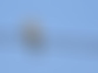 小さな猛禽 チョウゲンボウ