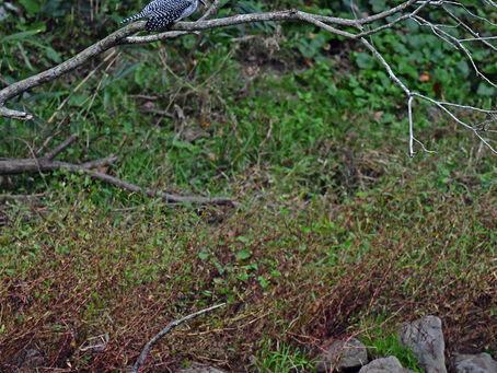 ヤマセミの食事①