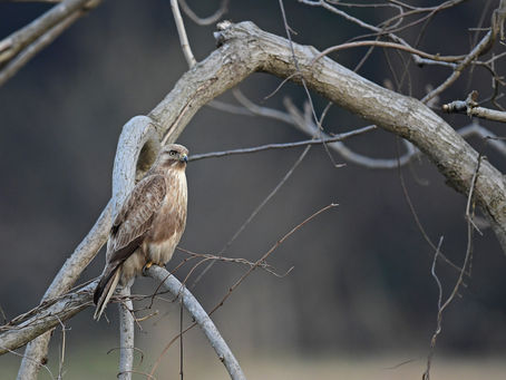 在庫整理から(ノスリ飛び出し)