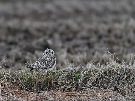 2月8日のコミミズク