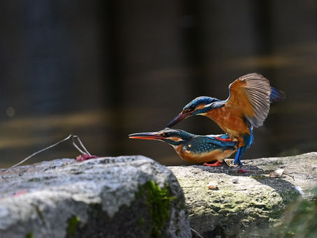 桜が散った後の池で