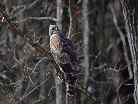 白い妖精が幸運を運んできた。