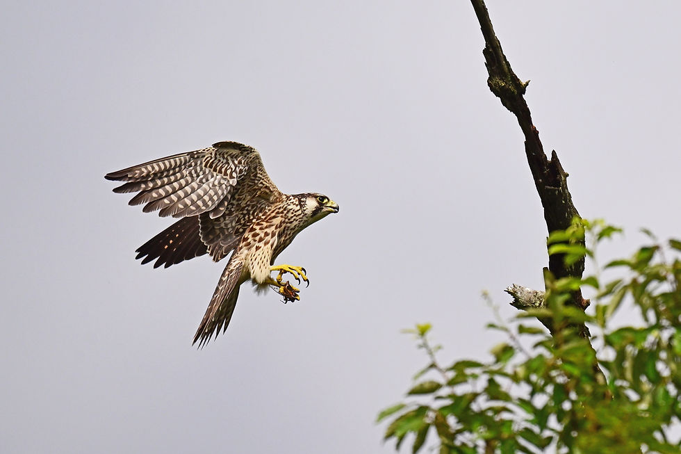 DSC_9209web1500