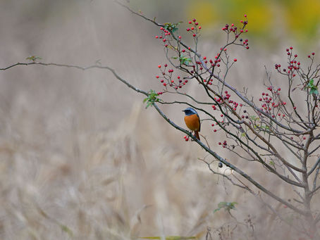 小鳥がいるだけで