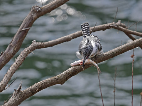 久しぶりの遭遇!!